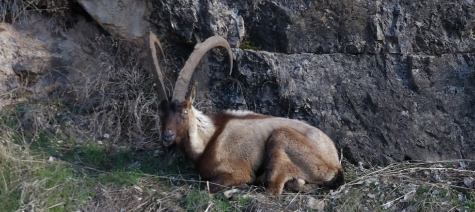ELAZIĞ'IN KEBAN İLÇESİNDE YARALI DAĞ KEÇİSİ İÇİN EKİPLER SEFERBER OLDU
