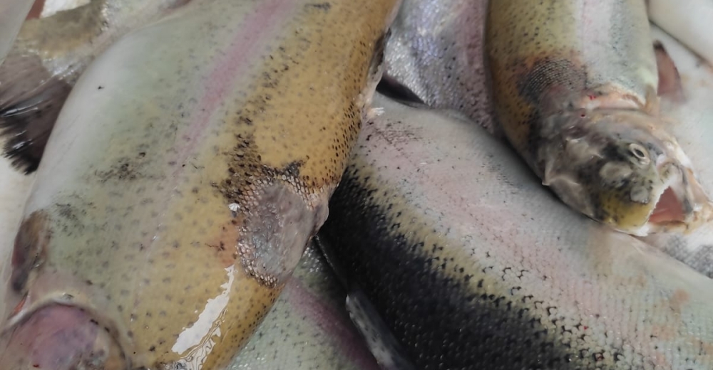 FIRAT NEHRİ VE KEBAN BARAJ GÖLÜ'NDEKİ KİRLİLİK SORUNU.