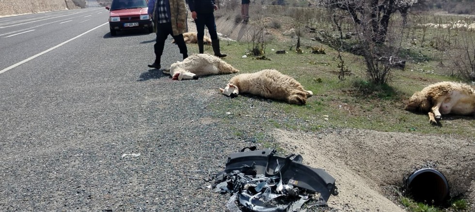 KOYUN SÜRÜSÜNE ARAÇ ÇARPTI