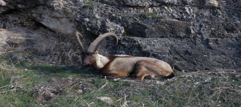 ELAZIĞ'IN KEBAN İLÇESİNDE YARALI DAĞ KEÇİSİ İÇİN EKİPLER SEFERBER OLDU