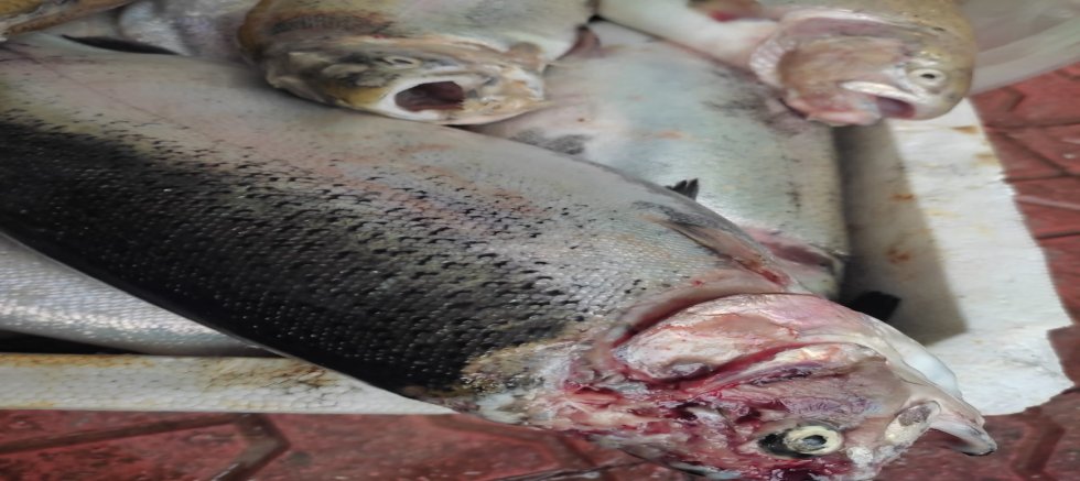 FIRAT NEHRİ VE KEBAN BARAJ GÖLÜ'NDEKİ KİRLİLİK SORUNU.