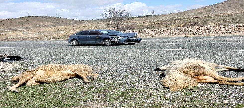 KOYUN SÜRÜSÜNE ARAÇ ÇARPTI