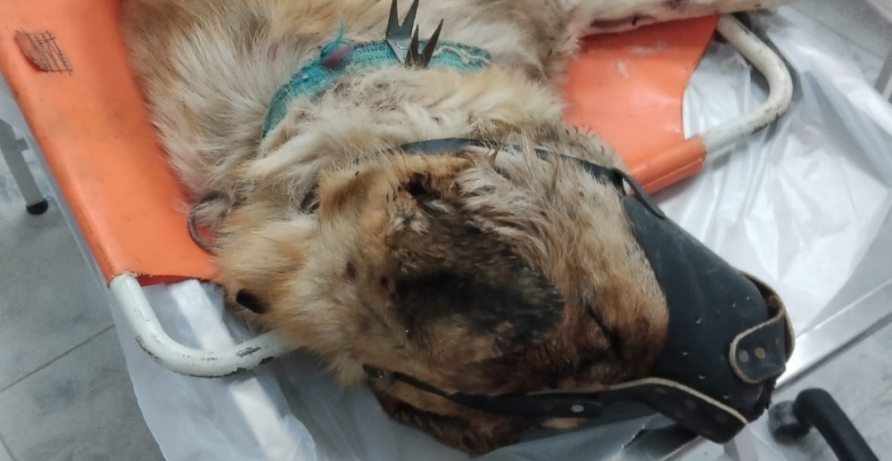 ÖLDÜRÜLEN KÖPEĞE VATANDAŞLAR TEPKİ GÖSTERDİ.