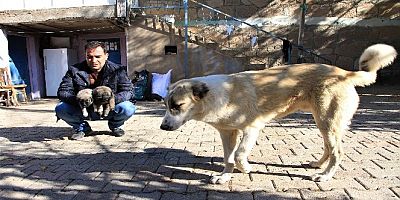 850 HANELİK KÖY KIŞ SEZONU SEBEBİYLE 50 YE DÜŞÜNCE SOKAK HAYVANLARI MUHTAR'A KALDI