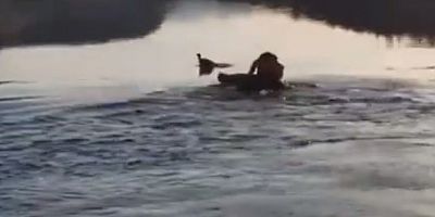 Baraj gölüne düşen güvercin, suya giren muhtar tarafından kurtarıldı