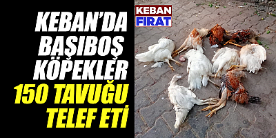Bugün 150 tavuk telef oldu yarın sıra kimde?