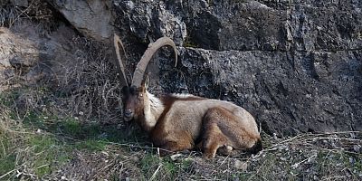 ELAZIĞ'IN KEBAN İLÇESİNDE YARALI DAĞ KEÇİSİ İÇİN EKİPLER SEFERBER OLDU