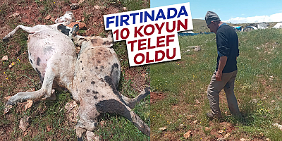 Fırtınada 10 koyun telef oldu