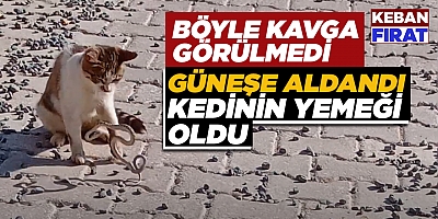 Güneşe aldandı kedinin avı oldu