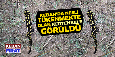 Keban’da nesli tükenmekte olan kertenkele görüldü