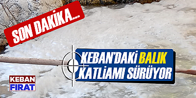 Keban’daki balık katliamı sürüyor