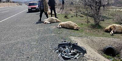 KOYUN SÜRÜSÜNE ARAÇ ÇARPTI