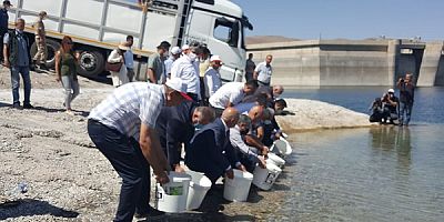 Milyonlarca sazan Keban Barajına bırakıldı