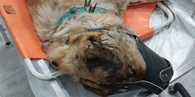 ÖLDÜRÜLEN KÖPEĞE VATANDAŞLAR TEPKİ GÖSTERDİ.