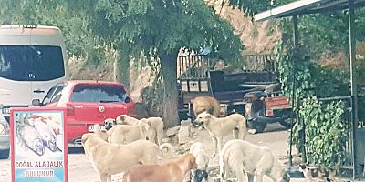Sokak Hayvanları sahipsiz bırakıldı