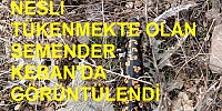 Keban'da nesli tükenmekte olan semender görüntülendi